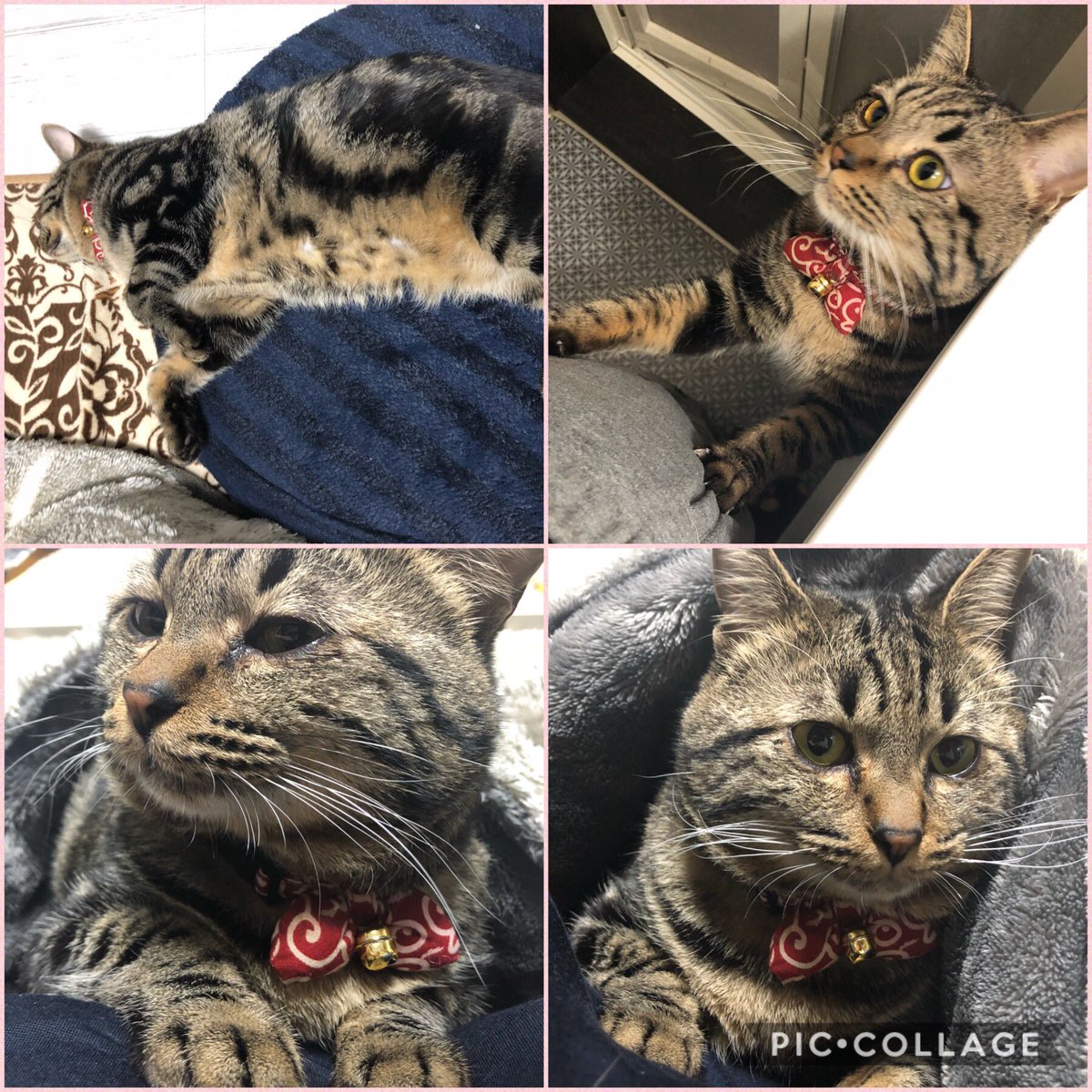 アメショ柄雑種猫探してます Moca Twitter