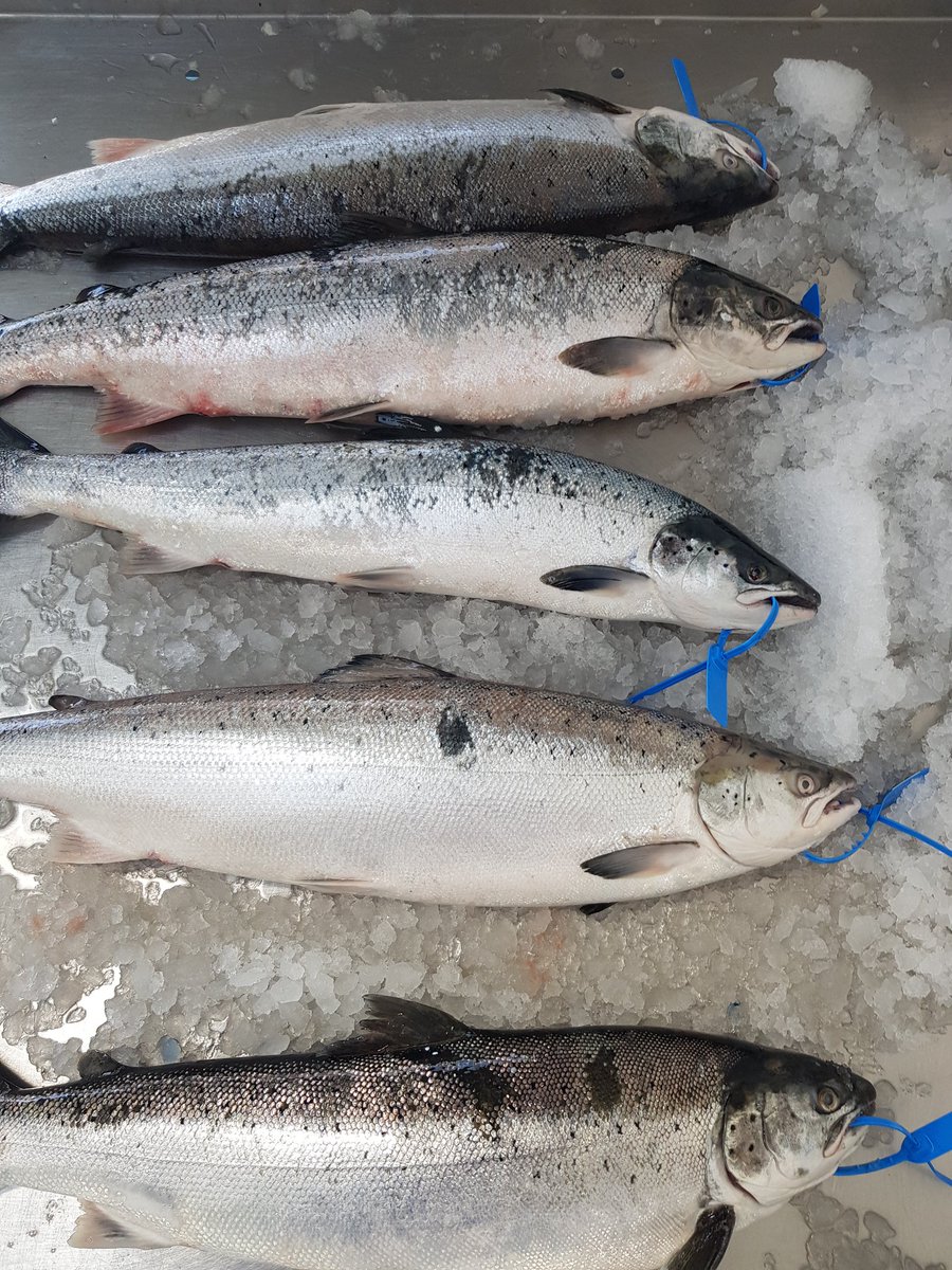 Whitfish Ltd tweet media