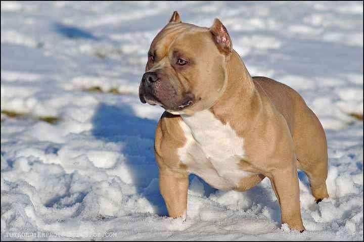 American Bully (@americanbully10) on Twitter photo 