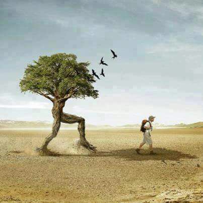 AhlamMostghanmi's tweet photo. أغرس شجرة ترد لك الجميل . تطعمك من ثمارها  وتمدك بالأكسيجين .تأتي بإنسان  وتزرعه في تربتك ، فيقتلعك أول ما يقوى عوده ، يتمدّد ويُعربش ، يسرق ماءك كي ينمو أسرع منك . تستيقظ ذات صباح و إذ به قد أخذ مكانك ، و أولم لأعدائك من سلال فاكهتك ودعا الذئاب لتنهشك  وتغتابك.
#أحلام_مستغانمي https://t.co/t7MaafKuPa