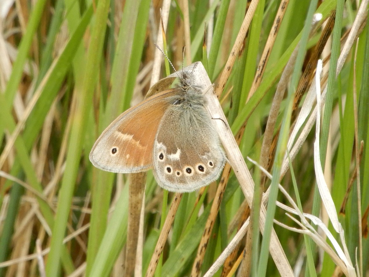 4peatssake2's tweet photo. A few #HumberheadLevels #LargeHeath showing variation in the species markings Observed nectaring on a few different plants👍 Never an easy #Butterfly to photograph IMHO 🙄#Springwatch https://t.co/9sSmswarCm