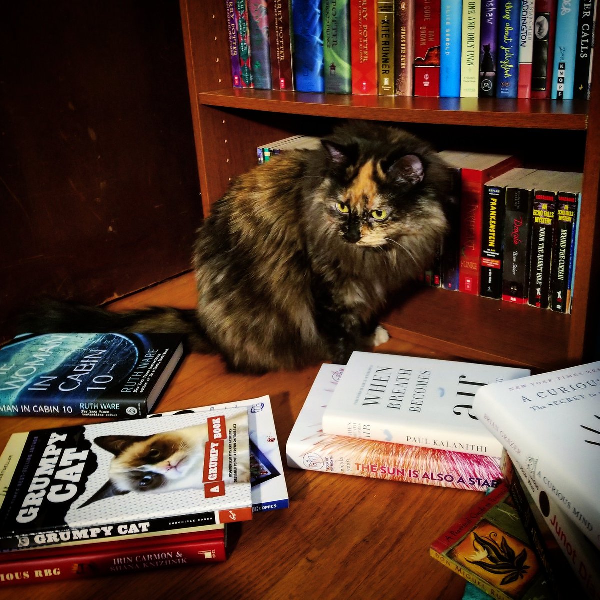 hazelfluffy's tweet photo. Reorganizing my books! #writerkitty #procrastinating π»π±π https://t.co/APx8xqsA57