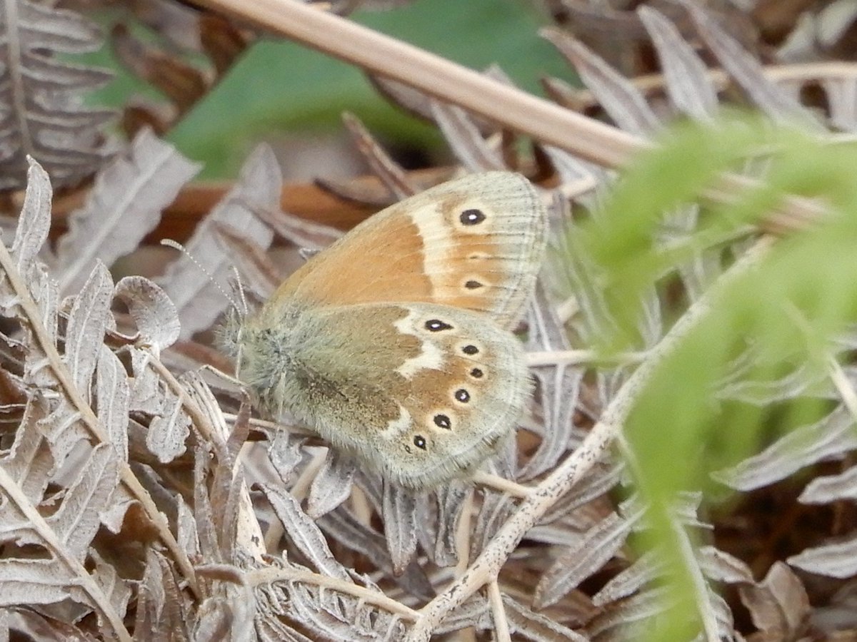 4peatssake2's tweet photo. A few #HumberheadLevels #LargeHeath showing variation in the species markings Observed nectaring on a few different plants👍 Never an easy #Butterfly to photograph IMHO 🙄#Springwatch https://t.co/9sSmswarCm