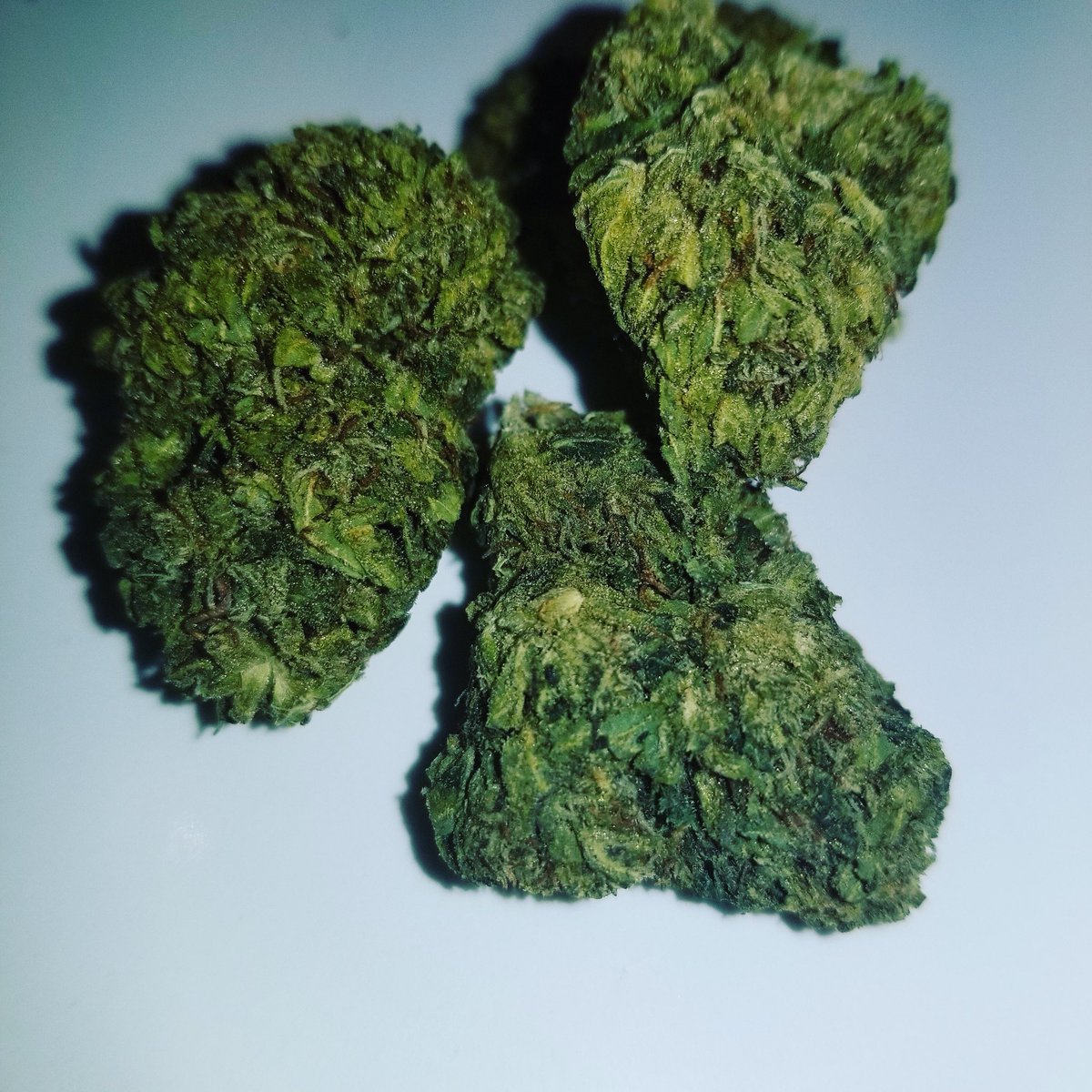 LGDelivery's tweet image. Master og ! Hit us up for delivery #edibles #og #cali #SantaMonica #beverlyhills #weed #losangles