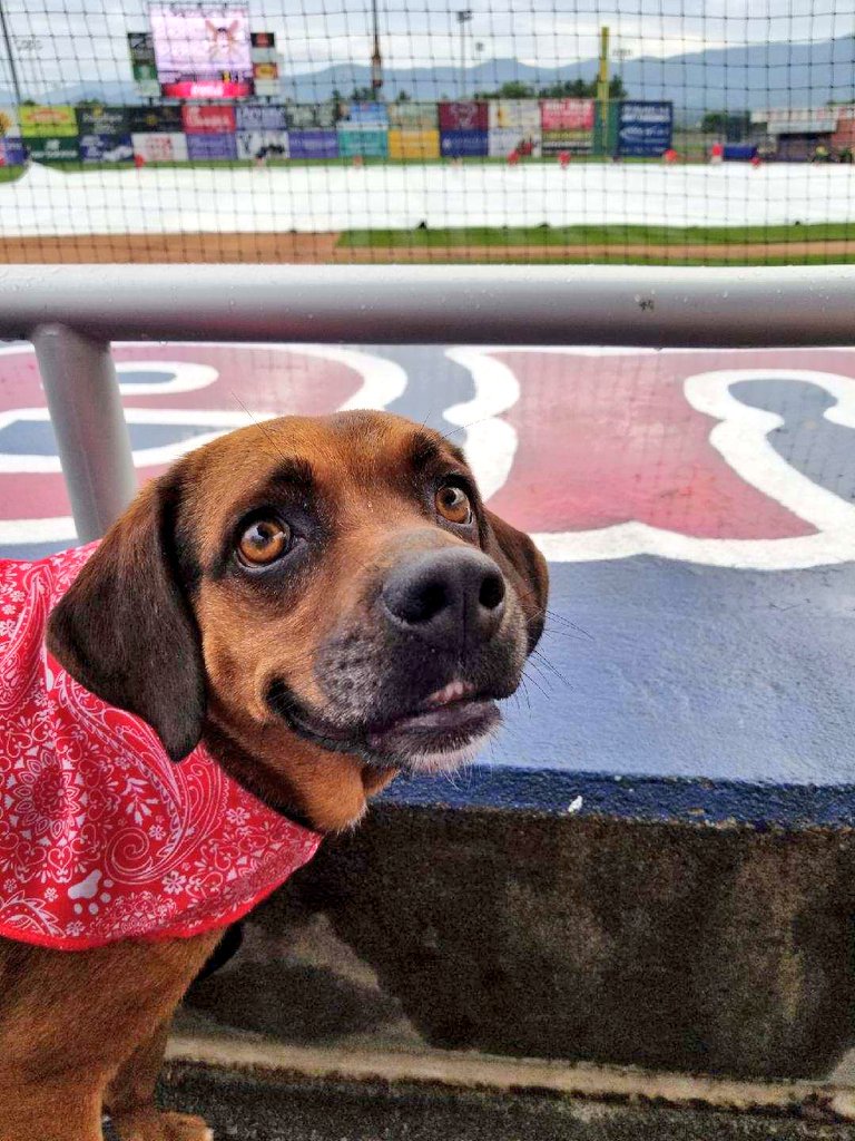 RayMan0726's tweet photo. @salemredsox #tweetyourseat Benny's first ball game! He's really excited about it! Seat 18,19,20 row C section 110 https://t.co/4eoo40QvH6