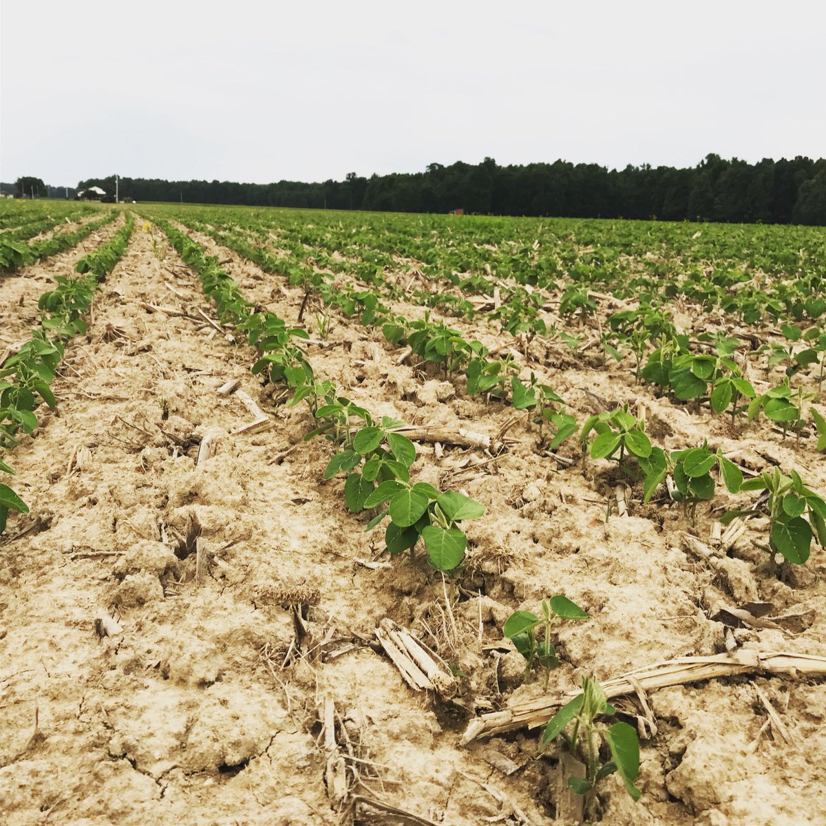 Beans are looking good!