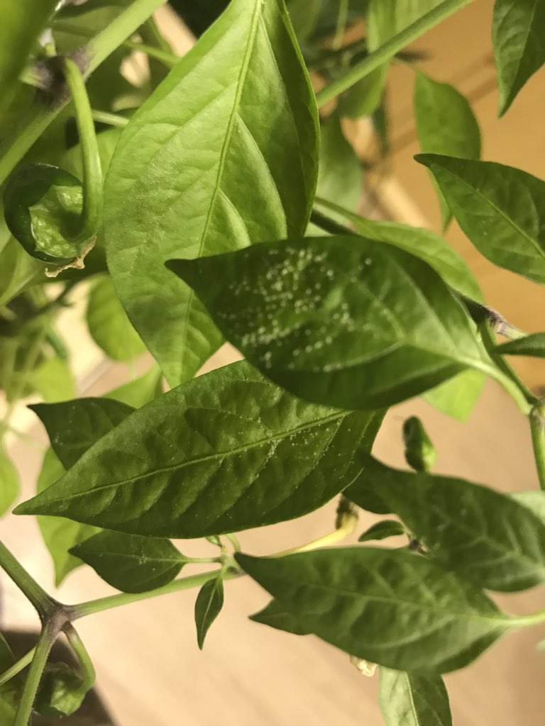 TheFishManDan's tweet image. Does anyone have any idea what might be infecting my chilli plant here? Small white dots above and below the lead, feels hard to touch #plantproblems