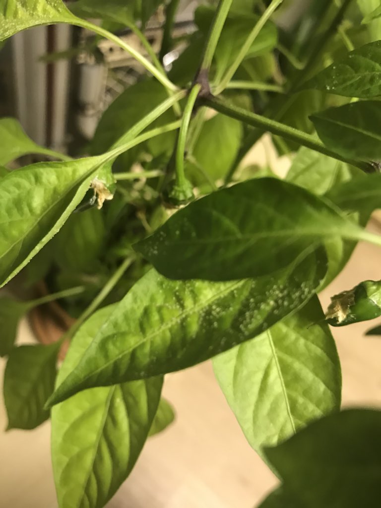 TheFishManDan's tweet image. Does anyone have any idea what might be infecting my chilli plant here? Small white dots above and below the lead, feels hard to touch #plantproblems