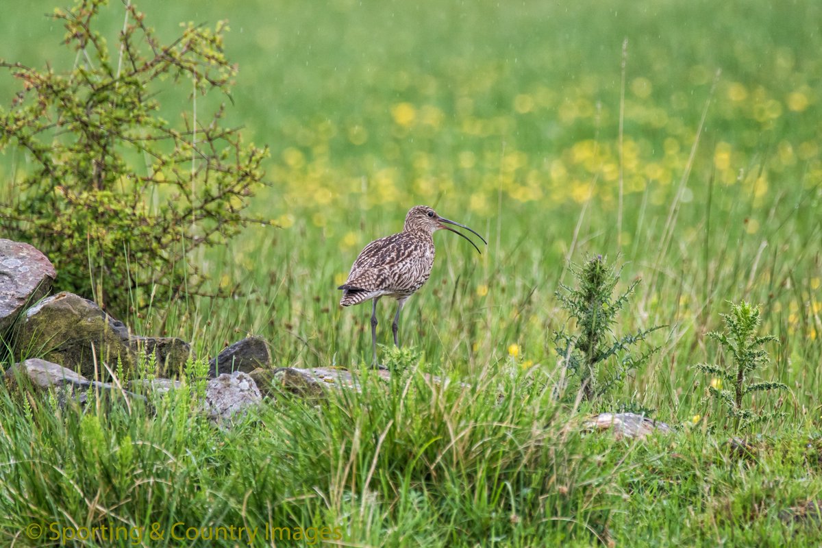 TonyRaine1's tweet photo. It may have ben a grey &amp; damp day out on the N York Moors, but the  Curlews were out making  the most it, even spotted chicks away in the distance. All on manage land  @nymmo_uk  @garethBASC  @DuncanBASC @BASCNorth  @Gameandwildlife @NationalGamekee @CAjilly @CAupdates https://t.co/sFKLCo4Wuv