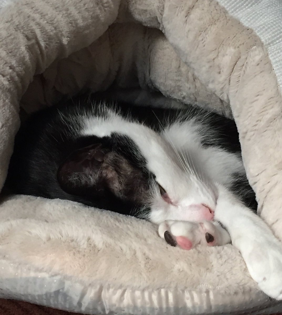 FamousPax's tweet photo. Cave dwelling #CATURDAY. https://t.co/HjIk7bWVvJ
