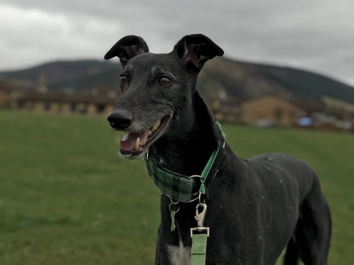 Happy #NationalGreyhoundDay to all my hound pals. Hounds rule!