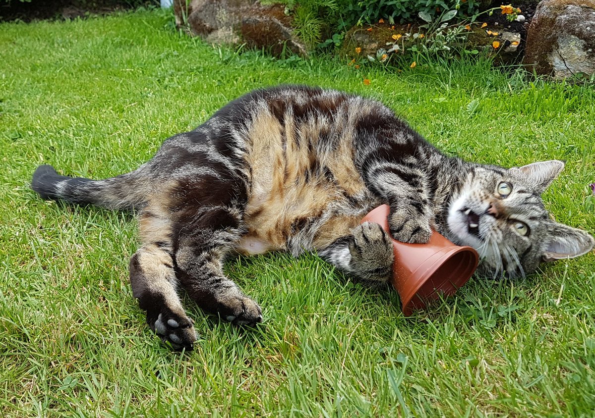 _miauczenie_'s tweet photo. It came to me. My own. My love. My own. My precious #notgollum #Caturday #CatsOfTwitter #theoneflowerpot #LordOfTheRings https://t.co/4HMpifRgvj