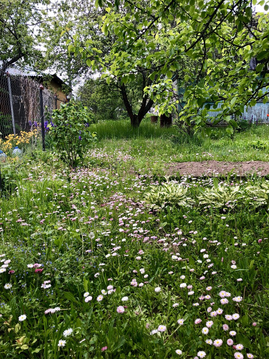 SSvetilnik's tweet image. Цветочки на соседском участке. #садогород