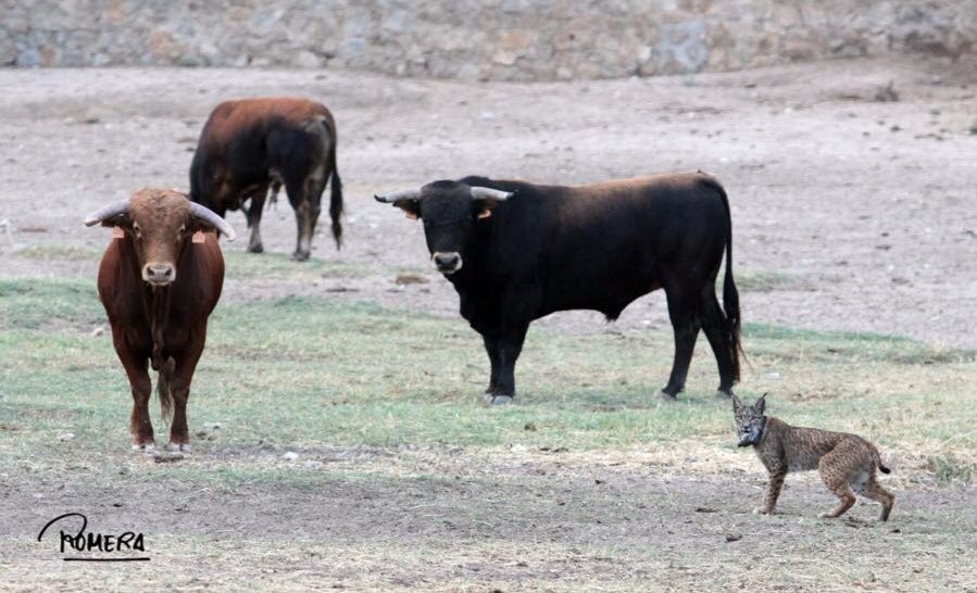 Conde de Mayalde tweet media
