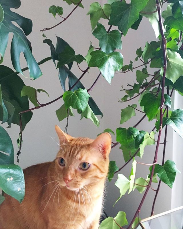 CATCI_designs's tweet photo. Happy Caturday 😊🐱🌱
.
#catcidesigns #catci #plantsofinstagram #plantlady #plants #benjidacat #plantsbycatci #cacti #cat #catsofinstagram #catlady #hangingplants #urbanjungle #urbanjunglebloggers #green #plantlove #succulents #succulent #plantsandcats … https://t.co/VP0LTprIUw https://t.co/dqss1cueQF