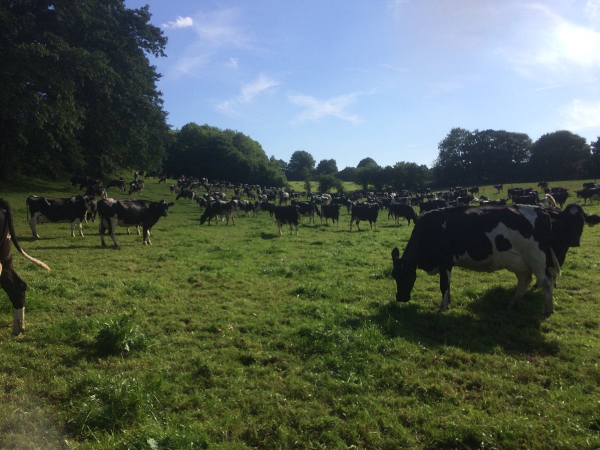 farmerranson's tweet photo. Cows happy for once because we some good covers for them. https://t.co/dTcL6EYfsv