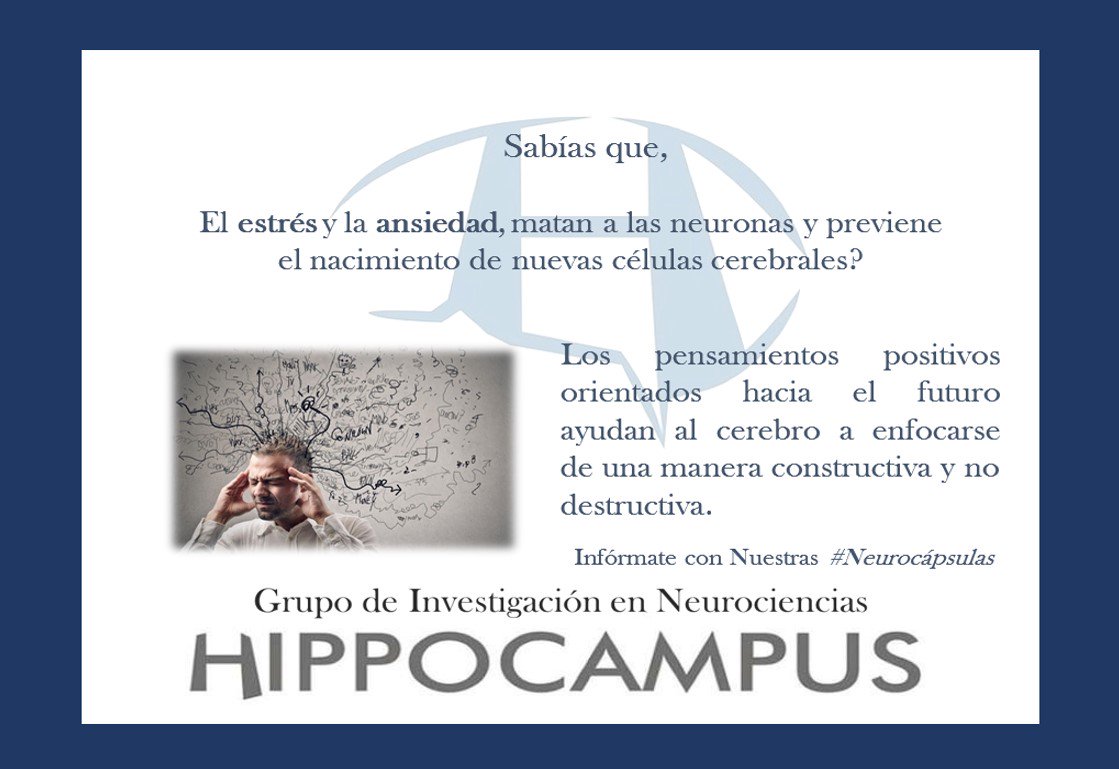 HippocampusGrup's tweet photo. #Neurocapsulas #Grupohippocampus #Estrés #Ansiedad #investigación_hippocampus #neurociencia #cerebro #neuroscience #neurología #neuropsicologia #neuropsychololy  @ALEM_Medellin @FundacionGales @clarologu1 @AlexanderRios_ @MadridNeuropsi @ansiedadyestres @ViveSinAnsiedad https://t.co/Zh5VJeGc8s