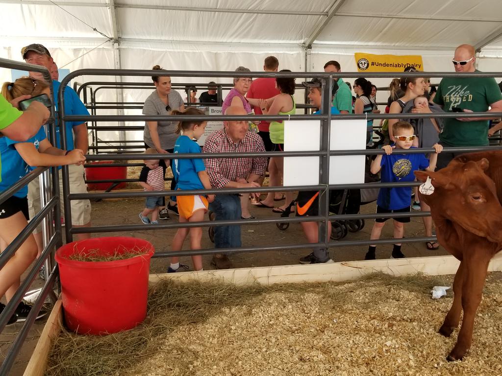 BrookeEngelman's tweet photo. Sidney was beyond excited to tell Gov. Ricketts about her calf Layla. #UndeniablyDairy #MooAtTheZoo #dairymonth https://t.co/ActXTDUlAK