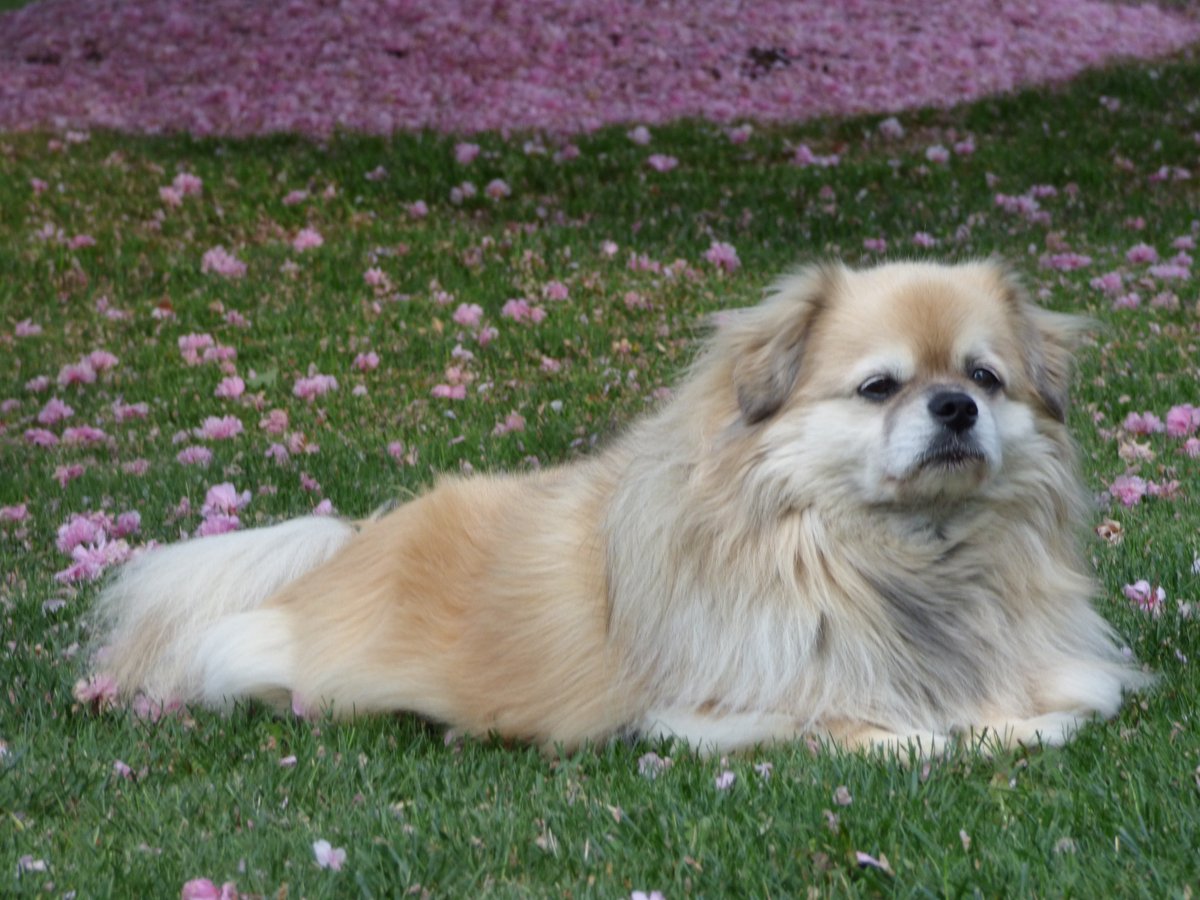Chic_AvantGarde's tweet photo. My Sweet and Gorgeous Tibetan Spaniel #notadevildog #notapitbull #sweet #smart #nonaggressive #tibetanspaniel #tibbie #notapittie #seniorpupsaturday https://t.co/DGHGREyFy4