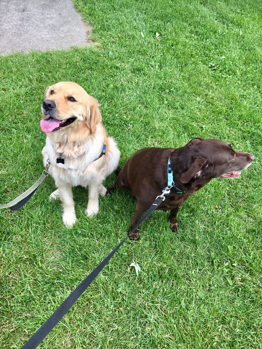Hunt_Saenz's tweet photo. Ruger enjoyed her morning going on a walk for #WAGS —that trains service dogs in #Wisconsin. She got to meet my work buddy, Austin, and gave a sloppy kiss to Vi! How about that hat though?! #WKOW #Roogs https://t.co/w3XmCk3jr6