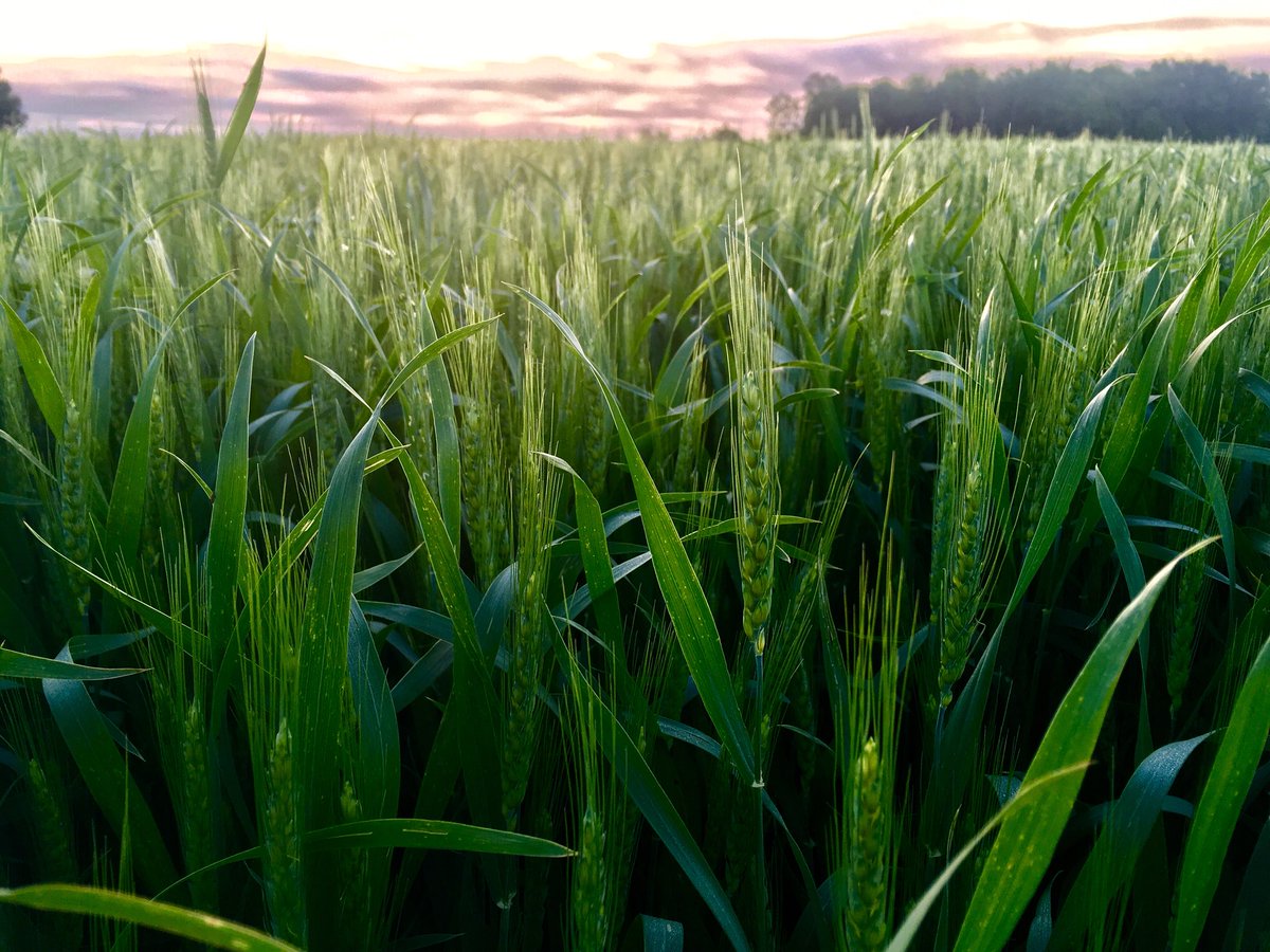Wheat is out in full head! #cdnag  #swheat