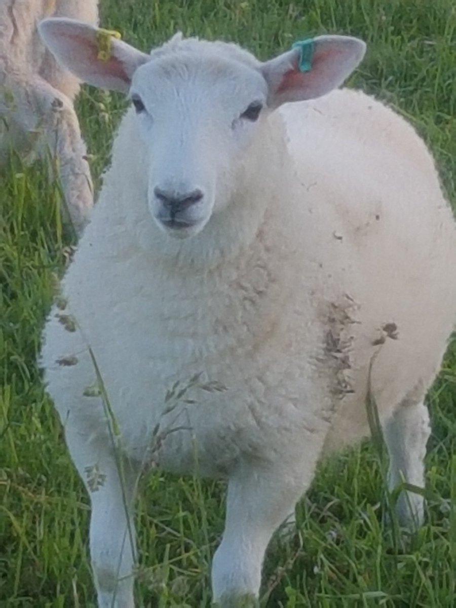 courthill_farm's tweet photo. Had the opportunity today to share my story of getting on the farming ladder with the #nsanextgeneration huge thanks to @holefarmjames and @NSASheepAssoc a real honour to be asked. https://t.co/wgTpXfS3Zs