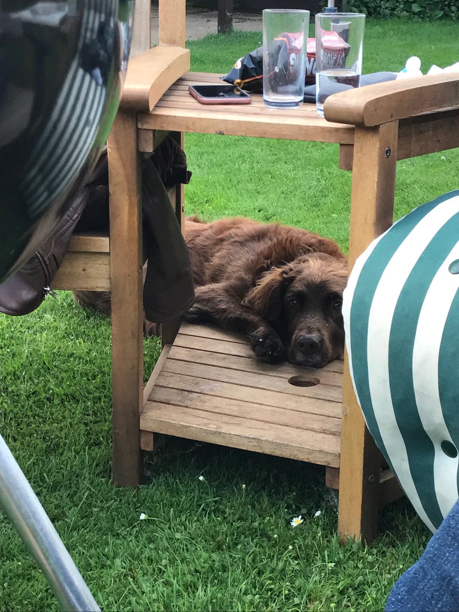 JamesACollinson's tweet photo. BBQ Milo https://t.co/GSILSXYkGv