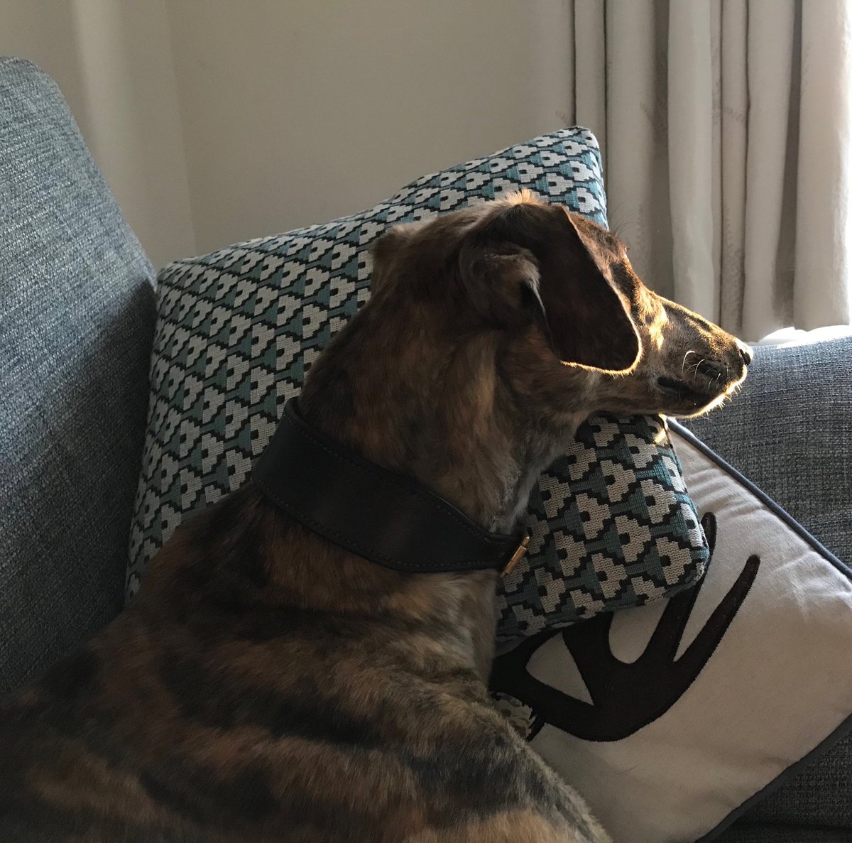 richardlittleda's tweet photo. #halodog #Ginny https://t.co/1icOn2QU93