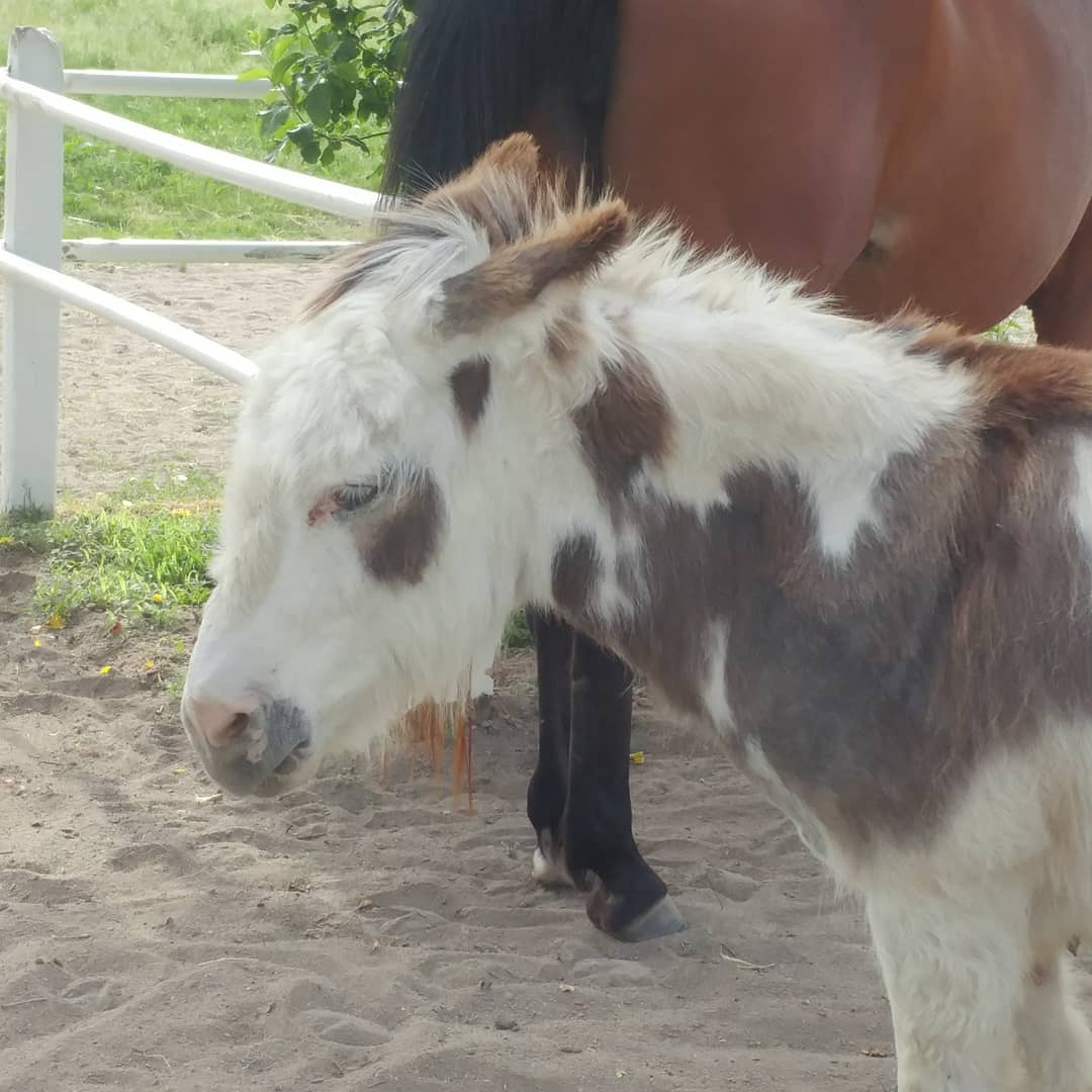OperationMagpie's tweet image. Getting side eye from Jack today 😂 he's not impressed I had apples not carrots.