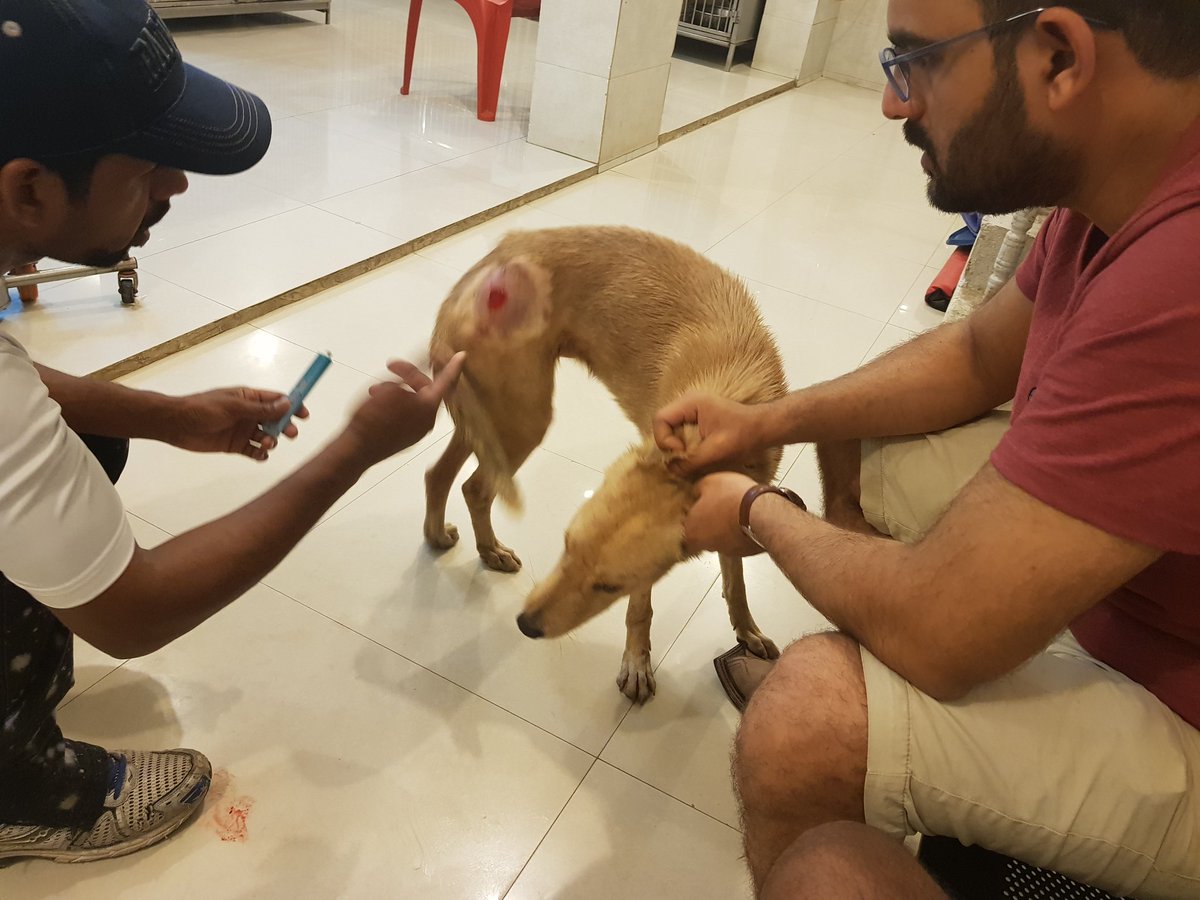 HWOAnimalRescue's tweet photo. Rescue call !
stray dog was rescued. suffering from deep wound. treatment is going on!
You can donate for rescues at PayPal: helpwelfareorg.pk@gmail.com Keep following for more updates
#DogRescue #AnimalRescue #TNR #SaveStrays #StrayDogsOfPakistan https://t.co/bY3zRQraDF
