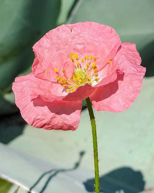 botanicalgarden's tweet photo. Just can’t resist the #poppies. This is #Papaver nudicaule (#icelandpoppy), paired with the #frosty gray of #Agave ovatifolia on the #greenroof at #MooreFarmsBotanicalGarden.... @moorefarmsbg @visitlakecitysc @discover_sc #greatcombination #lookatthosecolors #gardenphotography https://t.co/YakKCqzVYj