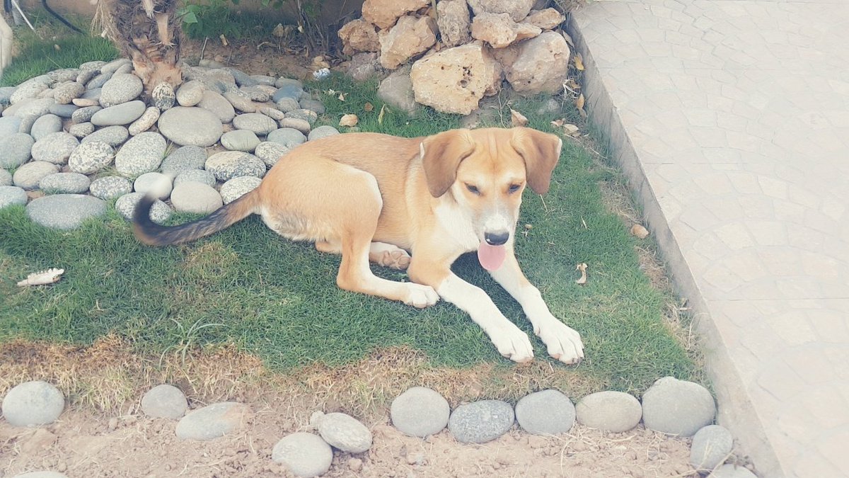 HWOAnimalRescue's tweet photo. Cute rescued puppies are up for adoption in Bahria Town Islamabad
RT and spread the word widely!
#DogRescue #AnimalRescue #TNR #SaveStrays #StrayDogsOfPakistan https://t.co/GVeVqQGWlp