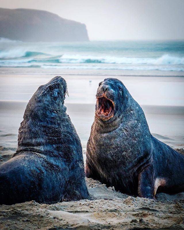 It was raining and it was cold, so we went to 5h #elmwildlifetour to watch #Sealions #FurSeals #royalalbatross and #yelloweyedpenguins 🐦🇳🇿🐧
It was awesome experience to see them from short distance in their natural habitat ✌🏻#travel #otago #newze… ift.tt/2JkK0rd