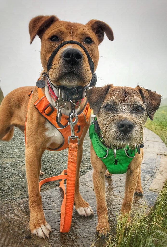 the_wonderdogs's tweet photo. Updated the #dogblog link is in the Bio if anyone wants a read! #btposse #tobythewonderdog #amosthegreat #littledude #blinddog #specialneedsdog #rescuedog #adventuresoftoby #tobyyonekenobi #blogdog https://t.co/WF4MmrUXfo