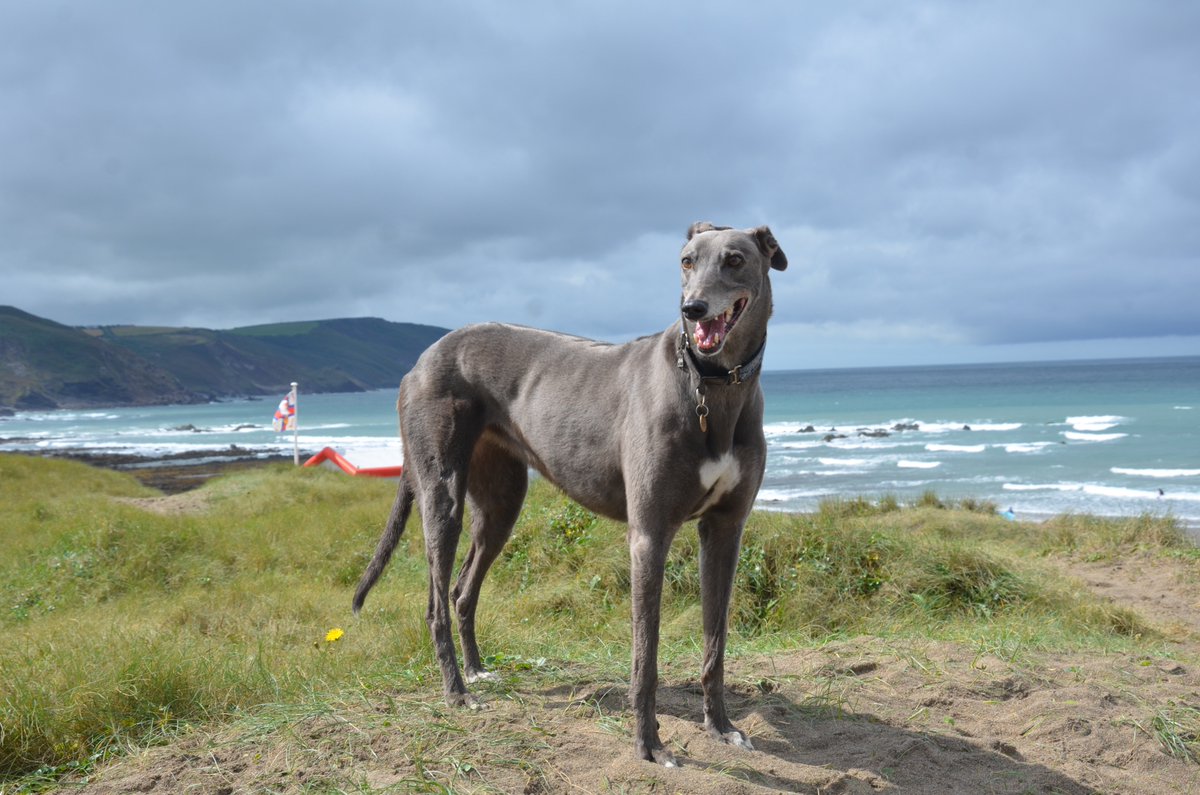 chrisb_somerset's tweet photo. Happy National Greyhound Day Everyone #nationalgreyhoundday #greyound #retiredracer https://t.co/fZ4vJjODIl