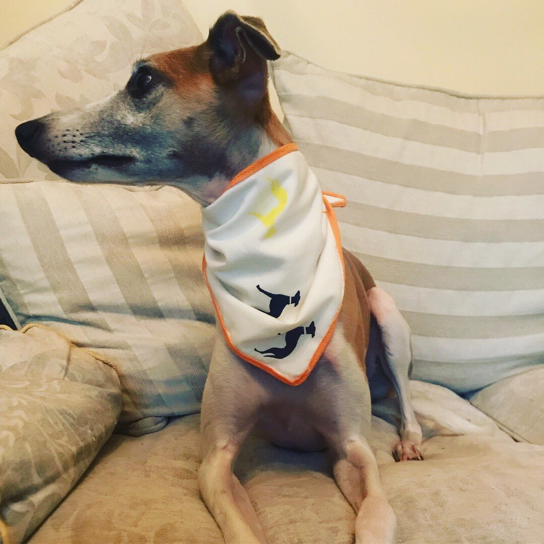 Marty (@martythewhippet) on Twitter photo Modelling my new neck scarf that humum made after a fabulous screen printing class at <a href="/stagandbow/">Stag & Bow</a> #hamdmade #dogs #dogsoftwitter #whippets Modelling my new neck scarf that humum made after a fabulous screen printing class at <a href="/stagandbow/">Stag & Bow</a> #hamdmade #dogs #dogsoftwitter #whippets