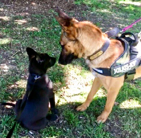 Got to meet my half sister, puppy Harley, today at #familiesDay @HantsPolice Both from the same mum👌👍