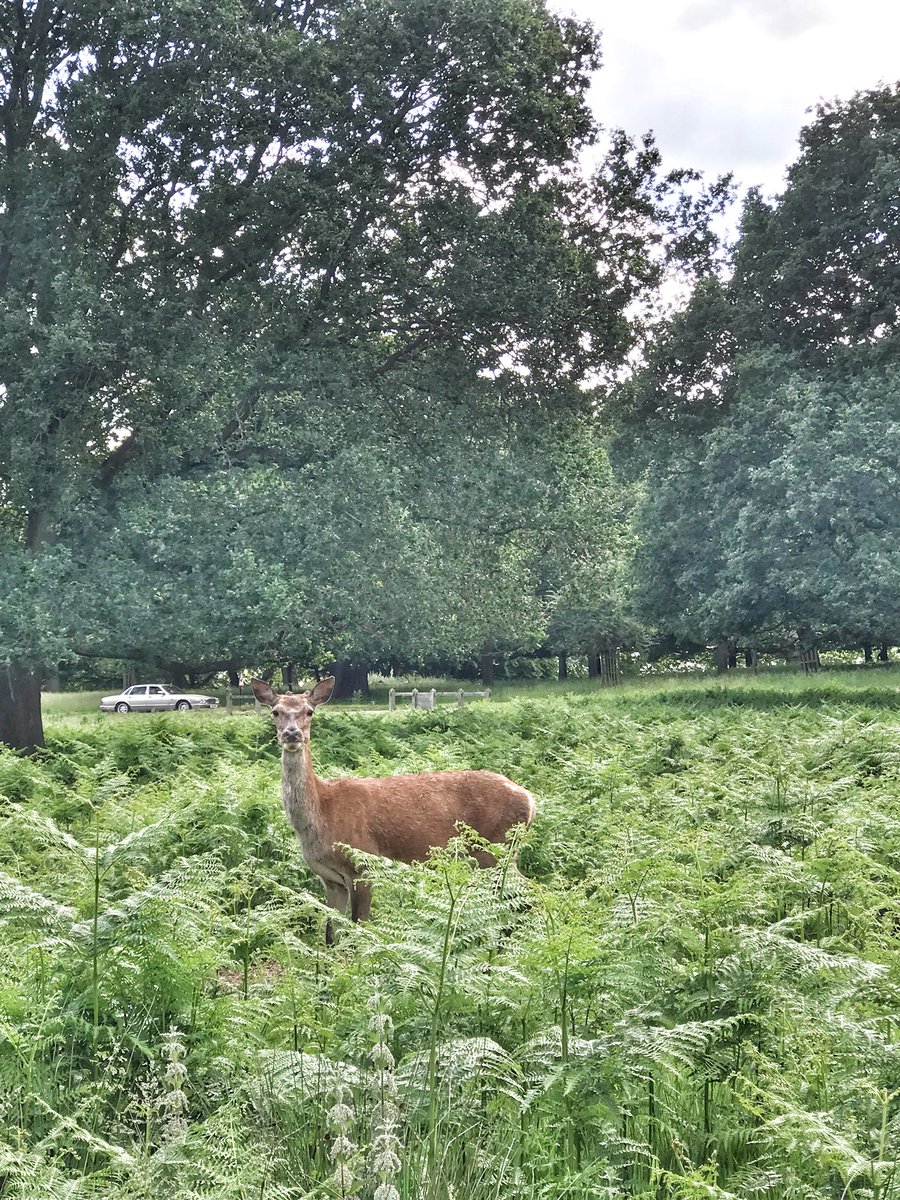 365daysofT's tweet image. Richmond Park
#richmondpark #london #londonlife #nature #wild #weekend #adventure #travel #discover #explore #see #travellers #travels #travelblogger