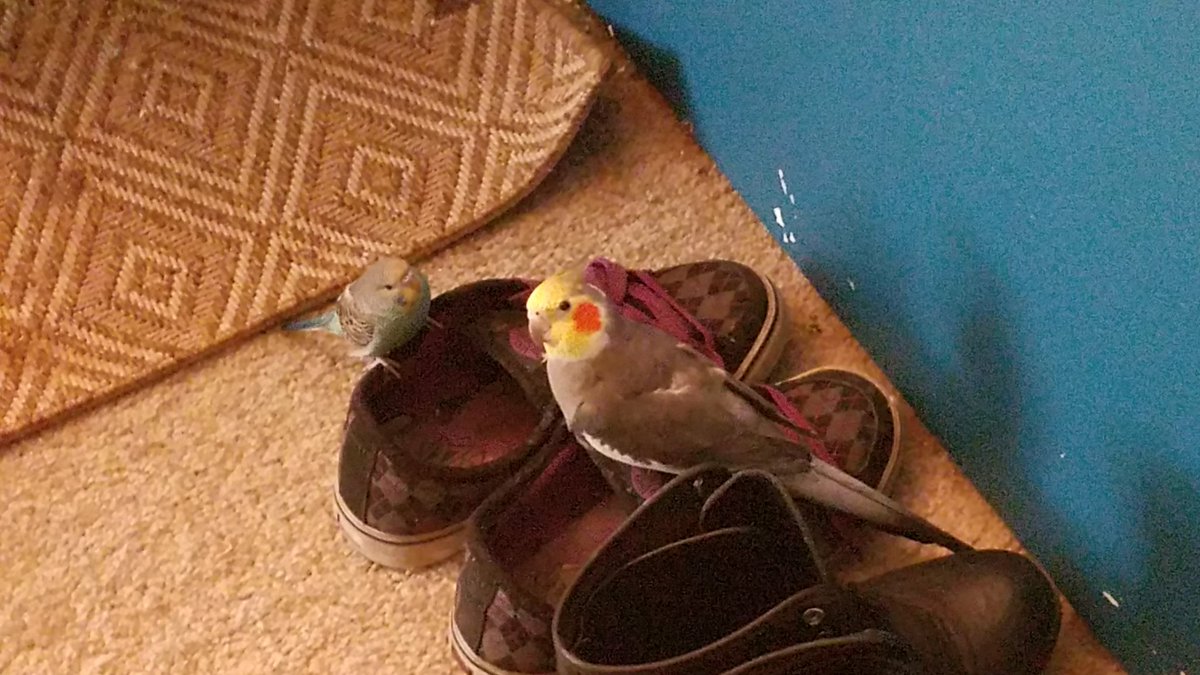 The_Passenger's tweet photo. This is what happens when I get home 10 minutes earlier than usual. The house was silent I couldn't find the birds anywhere and then I find this... caught in the act! Ru teaching her bad habits. LOL
#cockatiel #parakeet #avianmisstressofinsanity #shoefetish https://t.co/yUx4AGhGI4