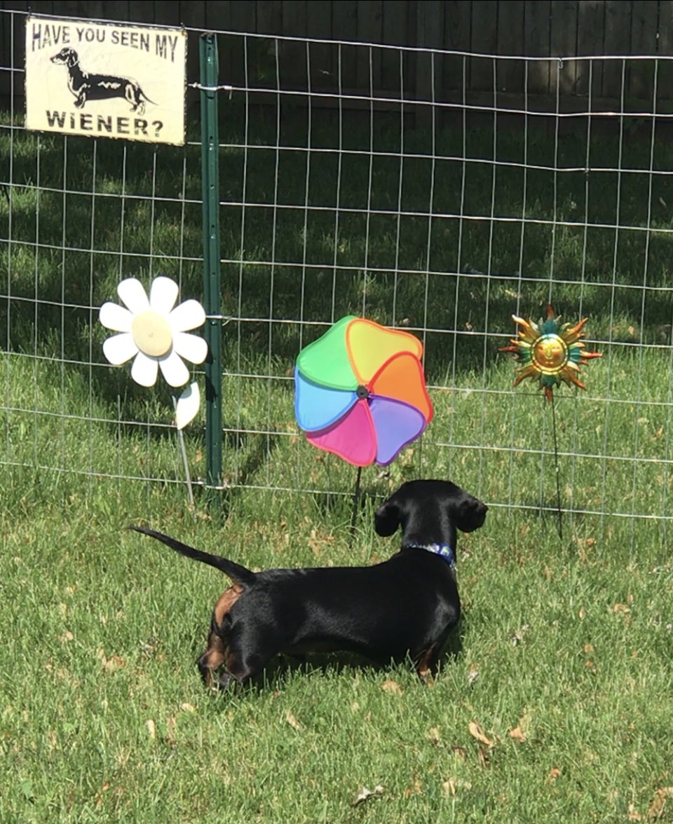 WalterTheWeiner's tweet photo. Got me some new #summer #yard #decorations #puppydog #summertime #love https://t.co/uTyXHln3Pn