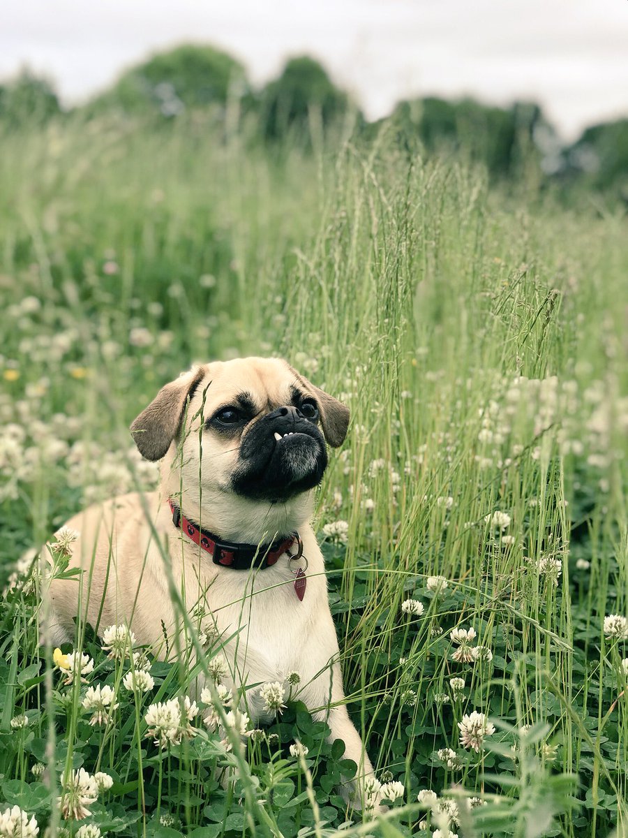 Bellathepuggle1's tweet photo. Hidden within the undergrowth lies a magical creature!!! #puggle #princess #bella #pugglesnuggle #underbiteprincess https://t.co/8w7pF2P0je