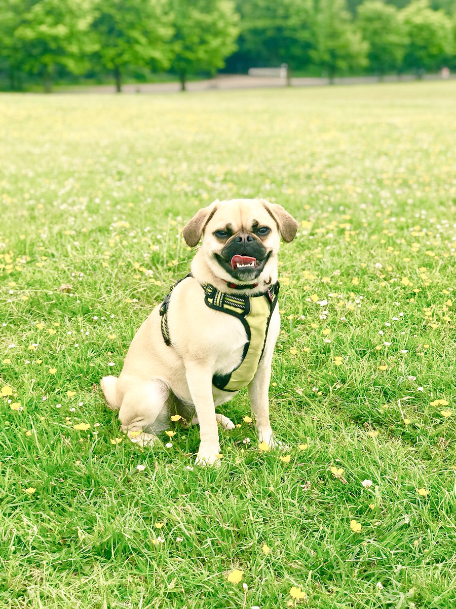 Bellathepuggle1's tweet photo. Loving life out in the sunshine today!! #puggle #baby #pugglebaby #beautifulgirl #underbiteprincess https://t.co/jZ295K1wIk
