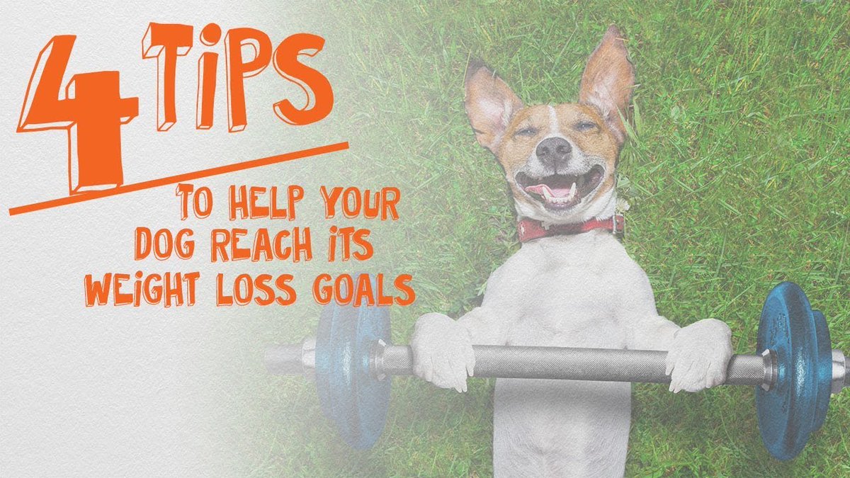 4 Tips to Help Your #Dog Reach Its #WeightLoss Goals buff.ly/2sr0gw7 #woof #obesity #drandyroark <a href="/DrAndyRoark/">Dr. Andy Roark</a>