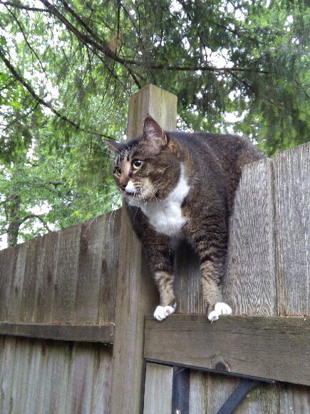 magikarpentier's tweet photo. My cat got scared up our fence by a dog and I'm dying 😂 https://t.co/QzH1maleQ2