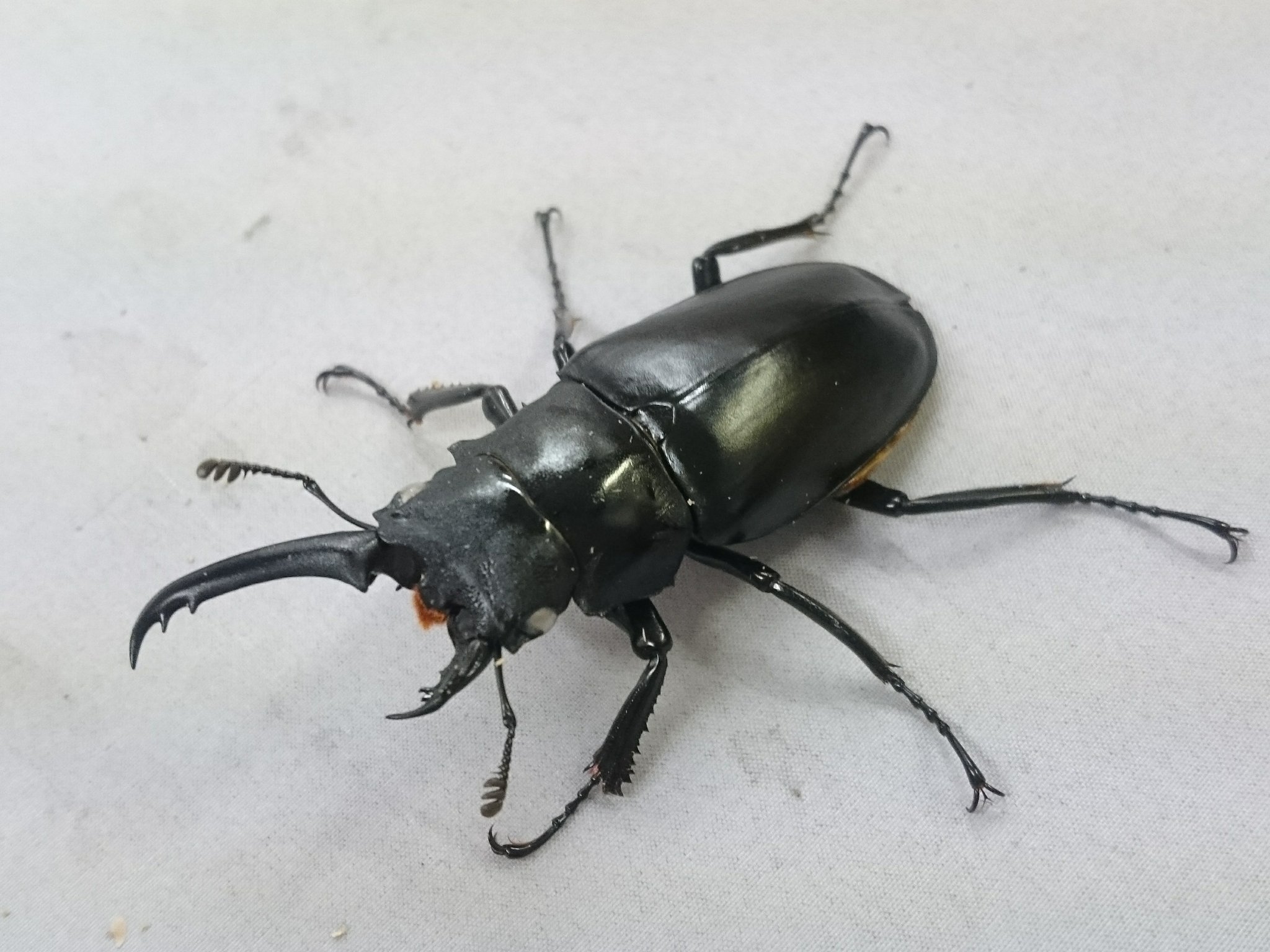 カブトムシ 55㎜ 雌雄モザイク