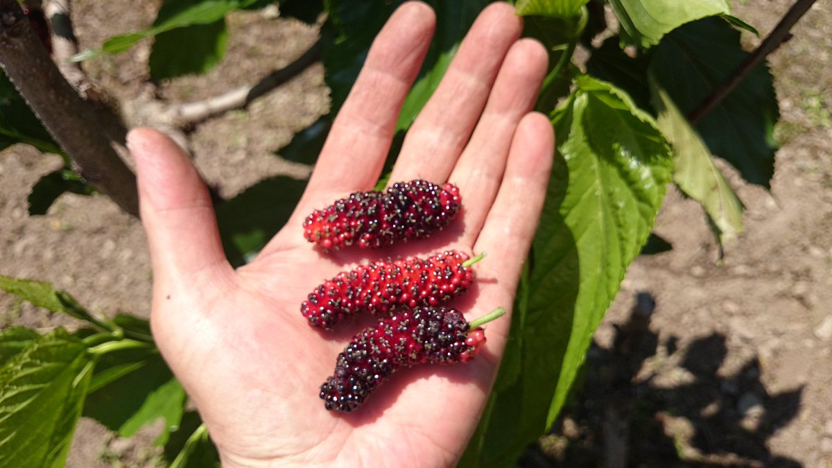 岡谷蚕糸博物館ーシルクファクトおかやー Pa Twitter ララベリーの桑の実の収穫の時期になりました