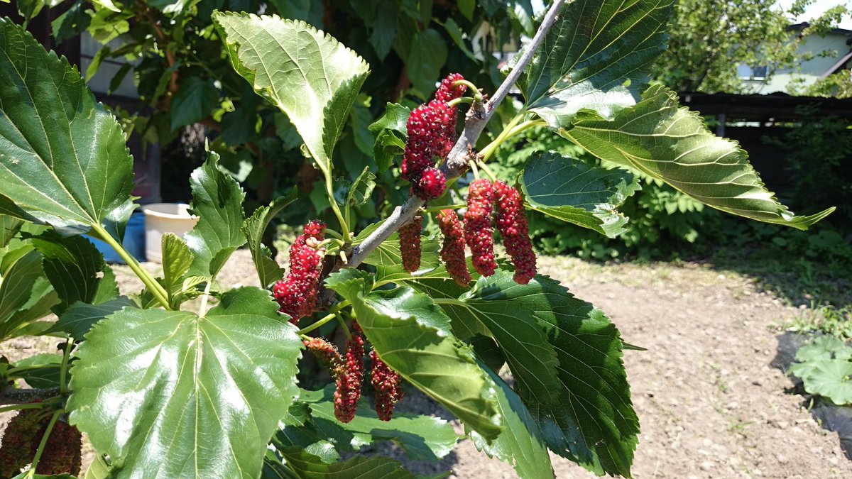 岡谷蚕糸博物館ーシルクファクトおかやー Pa Twitter ララベリーの桑の実の収穫の時期になりました
