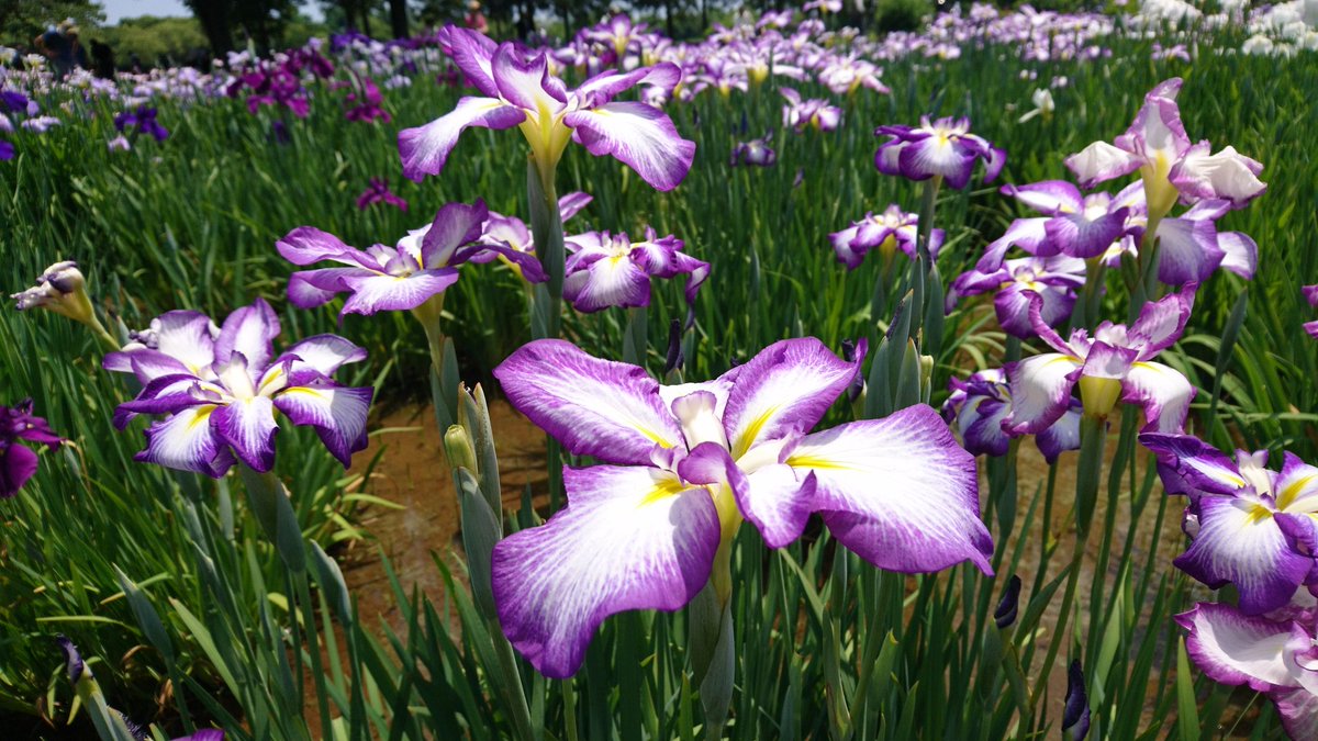 O Xrhsths 葛飾区 Sto Twitter 水元公園では葛飾菖蒲まつりのオープニングセレモニーが行われています 晴天のもと 花菖蒲 が明るく輝いています 地域の人たちの輪踊りや かき氷などの模擬店で会場は賑わっていますよ 午後2時からは堀切菖蒲園のオープニング O Xrhsths 葛飾区 Sto Twitter 水元公園では葛飾菖蒲まつりのオープニングセレモニーが行われています 晴天のもと 花菖蒲 が明るく輝いています 地域の人たちの輪踊りや かき氷などの模擬店で会場は賑わっていますよ 午後2時からは堀切菖蒲園のオープニング