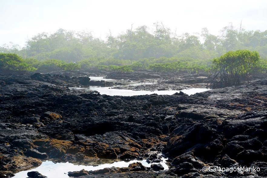 夢のガラパゴス イザベラ島los Tunelesの風景 ガラパゴス諸島 ガラパゴス Galapagos T Co W3iusswds3