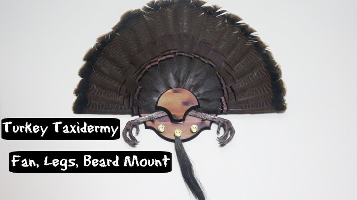 Ever wanted to try your own taxidermy? IT’S EASY &amp; CHEAP. Click that link in my bio and checkout my video on how you can make a profession turkey mount, YOURSELF! 
#turkeyhunting #taxidermy #outdoors #longbeard #spurs #turkeyfan